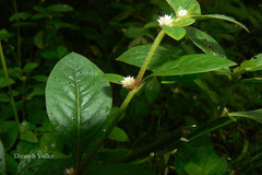 Alternanthera ficoidea